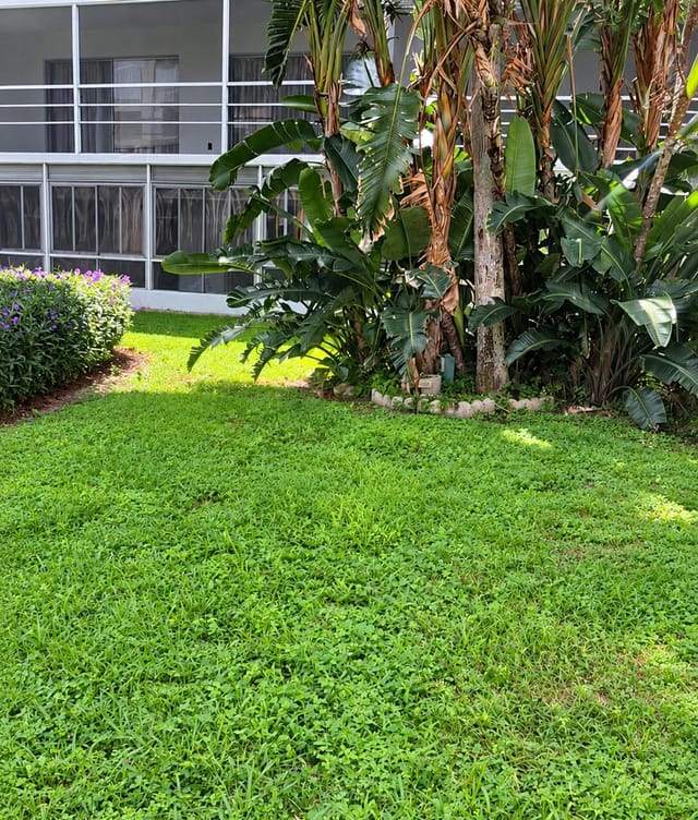Backyard2